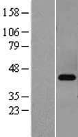 PRKACB Protein (Over-Expression Lysate Myc-DDK (Flag))