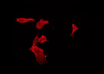 OR1L6 Antibody