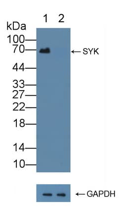 SYK Antibody (aa374-635)