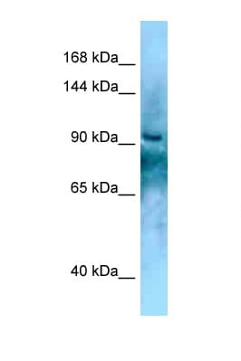 KANK2 Antibody (aa696-745)