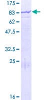 Human MGAT4B Protein (Recombinant GST)