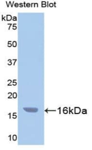 CASP3 / Caspase 3 Antibody (aa29-175)