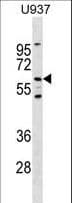 Polyclonal Rabbit anti-Mouse RYK Antibody (aa321-348, WB)