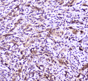SP1 Antibody