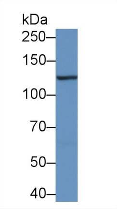 PTK2B / PYK2 Antibody (aa704-941)