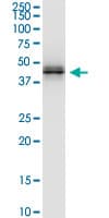 HLA-A Antibody (clone 2D6)