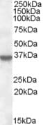 IHC-plus™ ANXA1 / Annexin A1 Antibody (aa324-337)