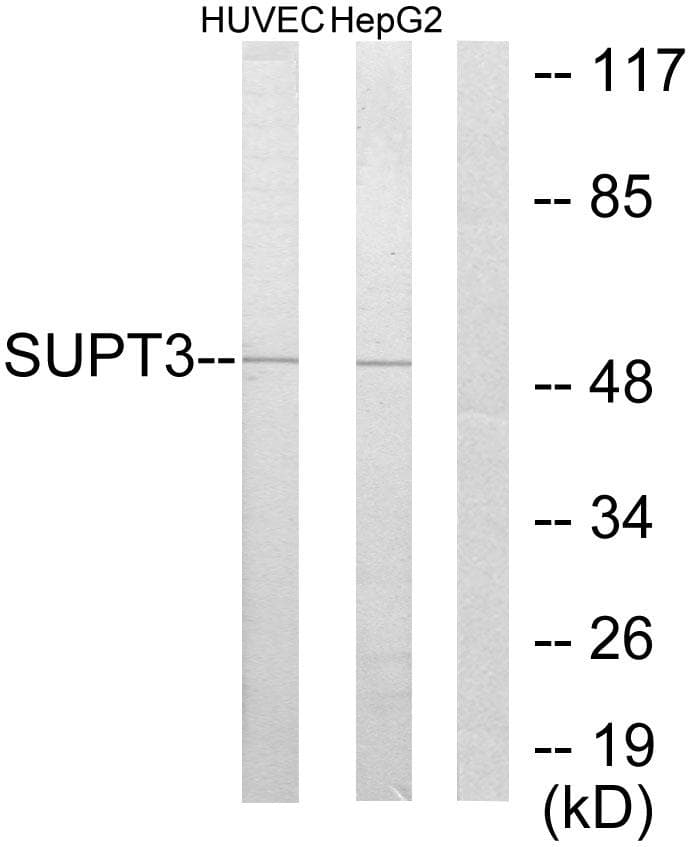 SPT3 / SUPT3H Antibody