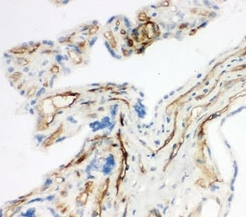 CD34 Antibody (aa366-382)