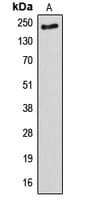 ANAPC1 / APC1 Antibody (Internal)