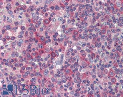 IHC-plus™ MARCO Antibody