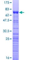 Human PA2G4 / EBP1 Protein (Recombinant GST)
