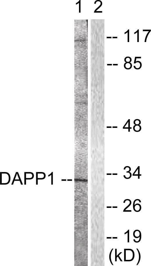 Polyclonal Rabbit anti-Human DAPP1 / BAM32 Antibody (p139, WB)