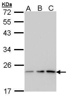 PTGES3 / p23 Antibody