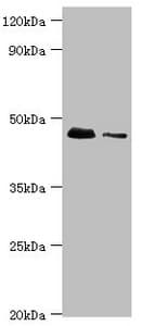 Polyclonal Rabbit anti-Human DAP3 Antibody (aa159-398, IHC, WB)