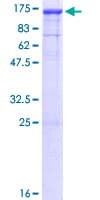 Human DNAJC6 Protein (Recombinant GST)