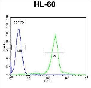 Polyclonal Rabbit anti-Human C1QG / Complement C1QC Antibody (aa93-120, IHC, IF, WB)