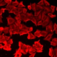 Polyclonal Rabbit anti-Human I-BABP / FABP6 Antibody (IHC, IF, WB)
