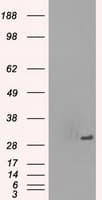 PRKY Antibody (clone OTI3E10, Carrier-free)