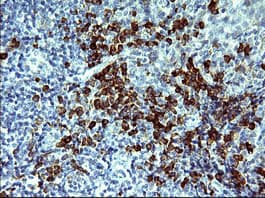 CD163 Antibody (clone 2F8, Carrier-free)