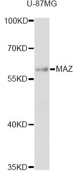 Polyclonal Rabbit anti-Human MAZ Antibody (WB)