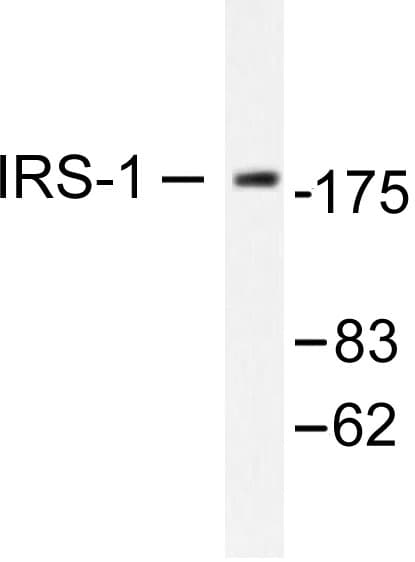 IRS1 Antibody (Arg301)