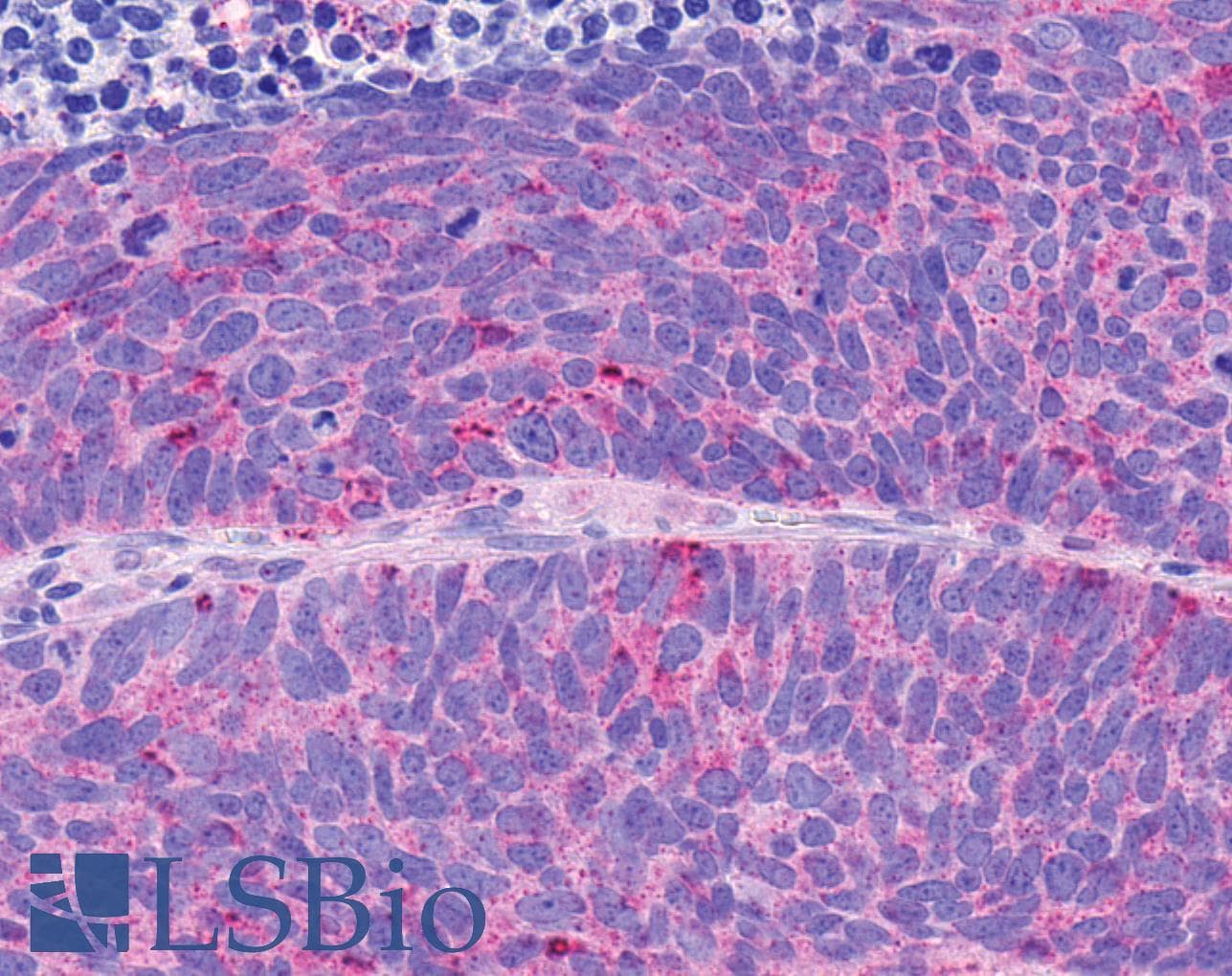 PathPlus™ Polyclonal Rabbit anti-Human NPY4R / PPYR1 Antibody (C-Terminus, IHC)