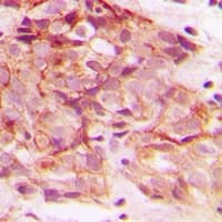 ERGIC3 Antibody (C-Terminus)