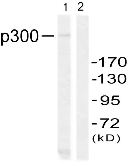 EP300 / p300 Antibody (aa55-104)