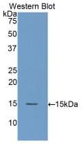AOC1 Antibody (aa347-466)
