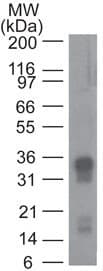 GPR44 / CRTH2 Antibody (clone 54N3F8)