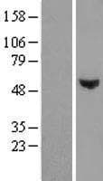 POC1B / WDR51B Protein (Over-Expression Lysate Myc-DDK (Flag))