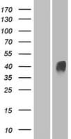 Human OR4D11 Protein (Over-Expression Lysate Myc-DDK (Flag))