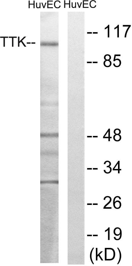 MPS1 / TTK Antibody (p676)