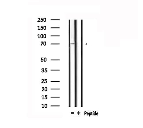PROS1 / Protein S Antibody