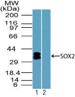 IHC-plus™ SOX2 Antibody (aa100-150)