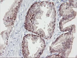 IRF6 Antibody (clone OTI2C10, Carrier-free)