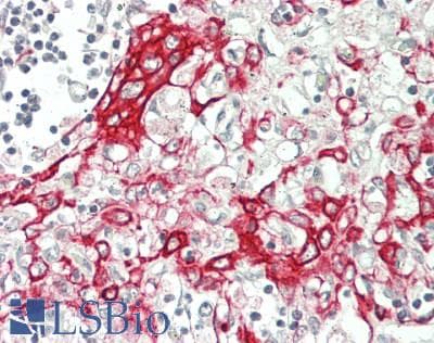 IHC-plus™ MRPL39 Antibody (C-Terminus)