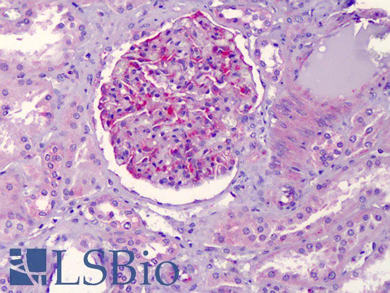 IHC-plus™ NALP3 / NLRP3 Antibody (clone Nalpy3-b)