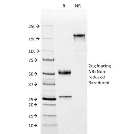 POU2F2 / OCT2 Antibody (clone OCT2/2137)