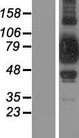 SUPV3L1 Protein (Over-Expression Lysate Myc-DDK (Flag))