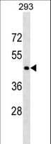 CD40 Antibody (aa247-276)