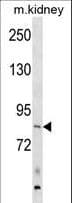 Polyclonal Rabbit anti-Human ARHGEF16 Antibody (aa187-214, WB)