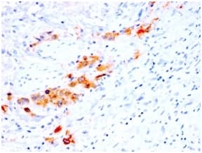 CD44 Antibody (clone rCD44v4/1219, Azide-free, Carrier-free)