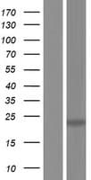 TNFSF12 / TWEAK Protein (Over-Expression Lysate Myc-DDK (Flag))