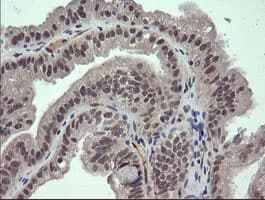 FATE1 Antibody (clone OTI7B5, Carrier-free)