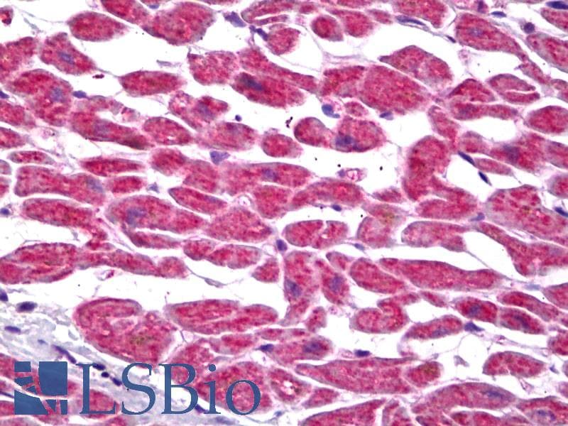 IHC-plus™ PTGES2 Antibody