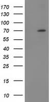BTRCP / BETA-TRCP Antibody (clone OTI1F3)