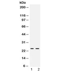 FGF19 Antibody
