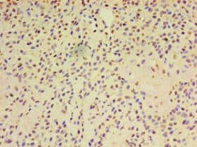 ARF6 Antibody (aa1-175)